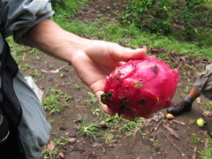 Selenicereus costaricensis