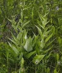 Saussurea pseudotilesii