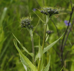 Saussurea pseudotilesii