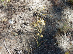Triteleia ixioides anilina