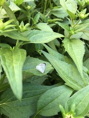 Celastrina neglecta