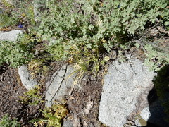Triteleia ixioides anilina