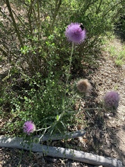 Cirsium neomexicanum