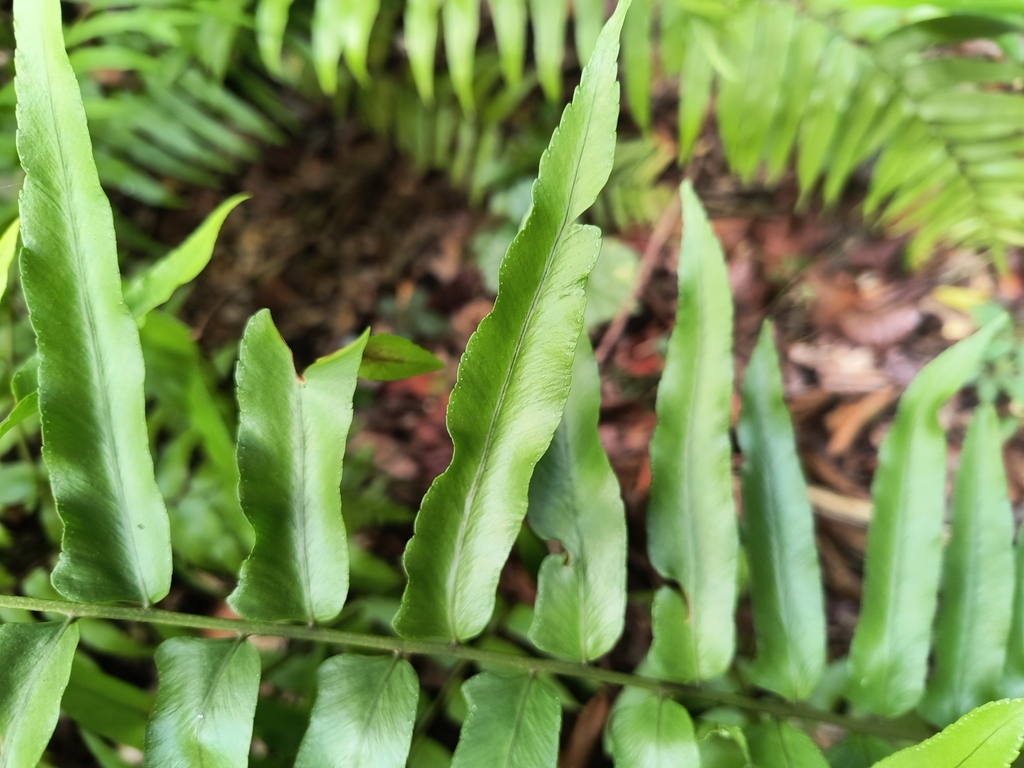 Fishtail Riviera Fishtail Swordfern from Riviera Beach, FL 33410, USA on September 24 ...