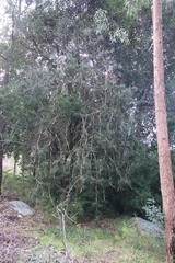 Melaleuca linearis linearis