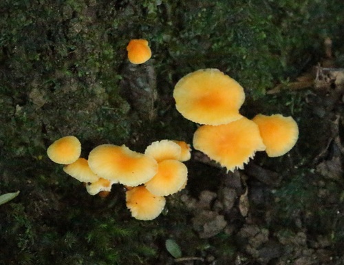 Camarophyllus aurantiopallens image