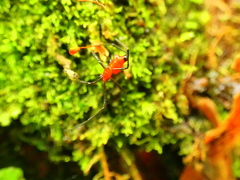 Chrysso nigriceps
