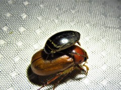 Thermonectus basillaris