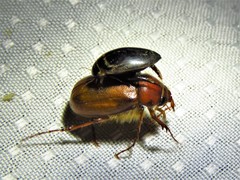 Thermonectus basillaris