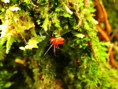 Chrysso nigriceps