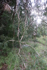 Melaleuca linearis linearis