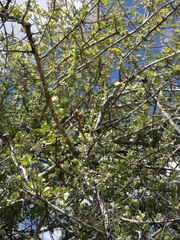 Gardenia ternifolia
