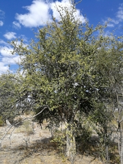 Gardenia ternifolia