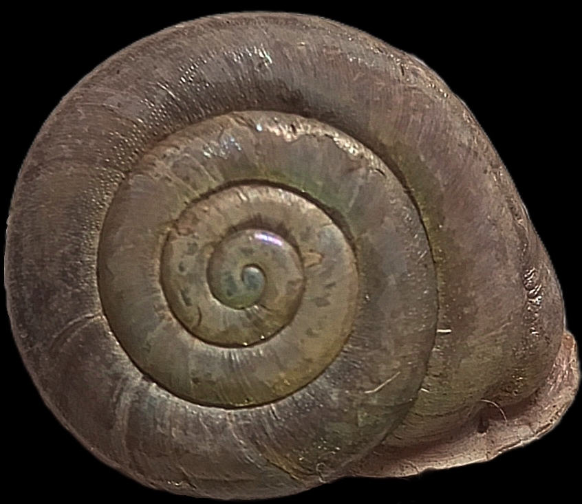 Soosiinae