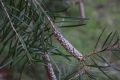 Melaleuca linearis linearis