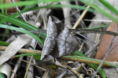 Bastilla amygdalis