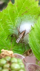 Oxyopes lineatus