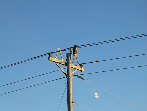 Great Horned Owl photographed in South Dakota