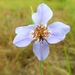 Alophia silvestris - Photo (c) Jan Meerman, osa oikeuksista pidätetään (CC BY-NC), lähettänyt Jan Meerman