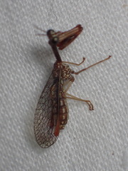 Leptomantispa pulchella