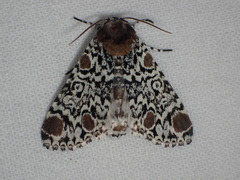 Harrisimemna trisignata