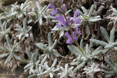 Salvia canescens