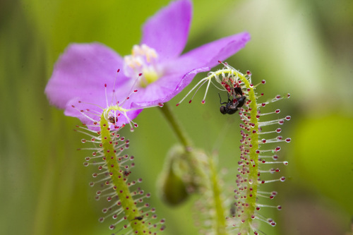 Image of Drosera indica by (c) Ramesh Shenai Jr., some rights reserved (CC BY)