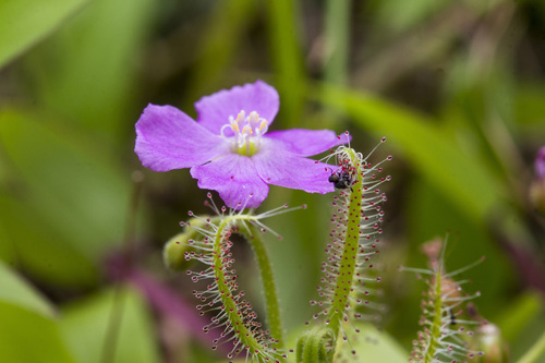 Image of Drosera indica by (c) Ramesh Shenai Jr., some rights reserved (CC BY)