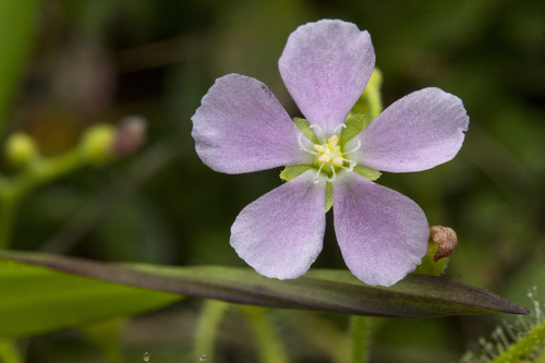 Image of Drosera indica by (c) Ramesh Shenai Jr., some rights reserved (CC BY)