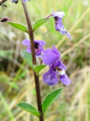 Angelonia ciliaris