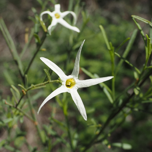 Image of Anthocercis angustifolia by no rights reserved
