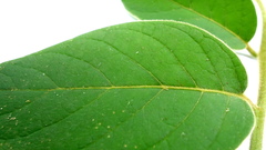 Tournefortia villosa