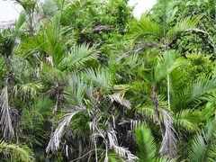 Bactris major