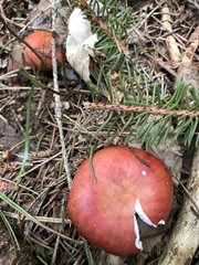 Russula pulchra