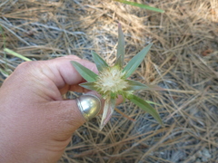 Polemoniaceae