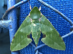 Euchloron megaera