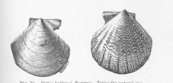 Cyclopecten hoskynsi