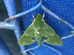 Euchloron megaera