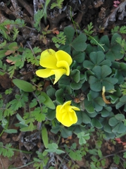 Oxalis lasiorrhiza