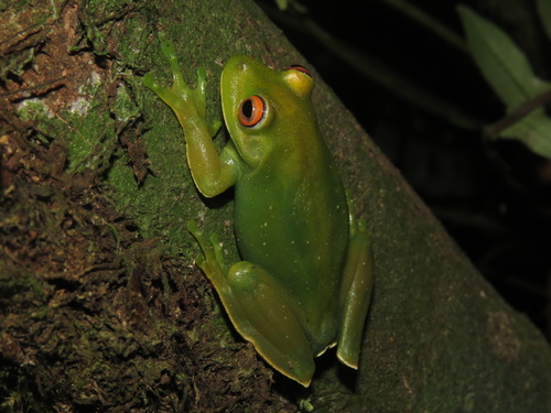 Lutz's Treefrog