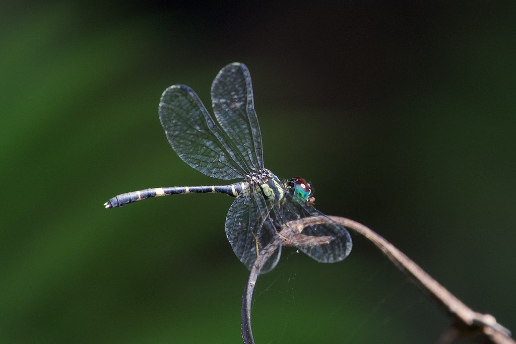 Nannophlebia anacharis