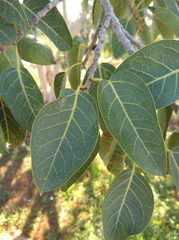 Ficus cordata cordata