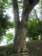 Cassia grandis