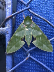 Euchloron megaera