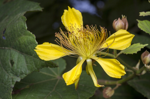 Erinocarpus nimmonii