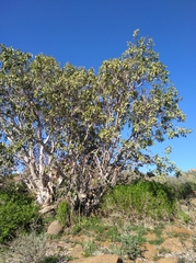Ficus cordata cordata