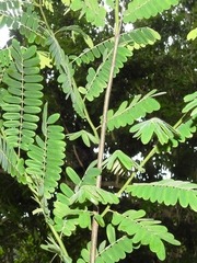 Cassia grandis