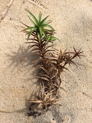 Cyperus pedunculatus