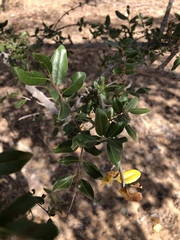 Pteleopsis myrtifolia