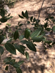 Pteleopsis myrtifolia